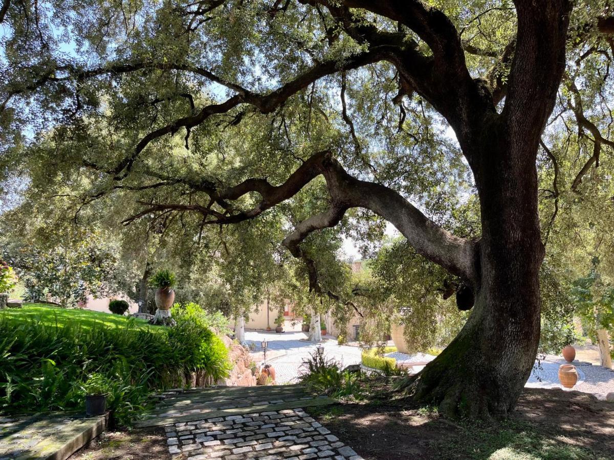Masia Can Viver - Olive Oil Tourism B&B Bigues I Riells Εξωτερικό φωτογραφία